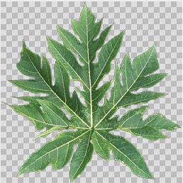 Leaf texture in DXT